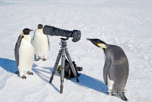 penguins and camera